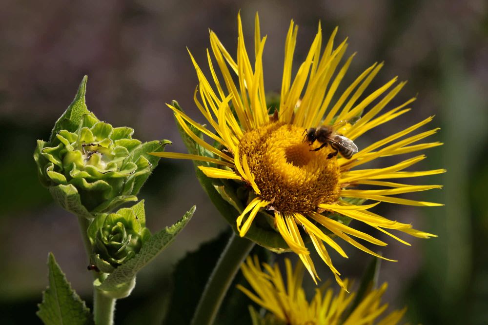 15 Rang 145 Keller Georg